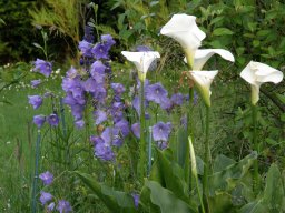campanules et arums